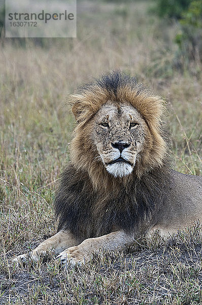 Afrika  Kenia  Sitzende Löwen im Maasai Mara National Reserve