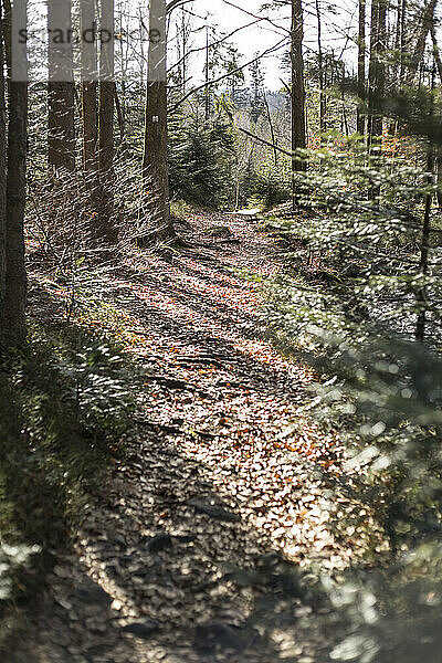 Deutschland  Bayern  Waldweg im Sonnenlicht