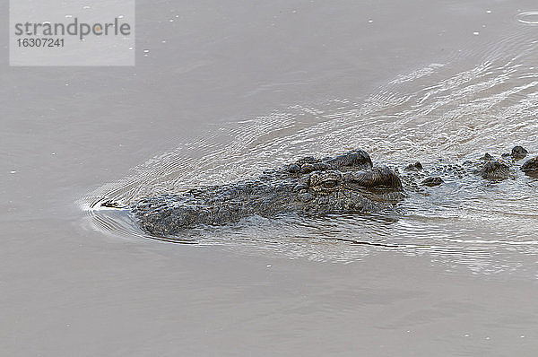 Afrika  Kenia  Maasai Mara National Reserve  Nilkrokodil oder Gewöhnliches Krokodil (Crocodylus niloticus) im Mara Fluss