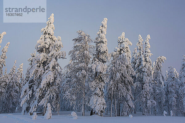 Skandinavien  Finnland  Kittilae  Wald  schneebedeckte Bäume
