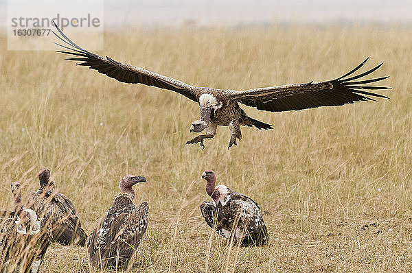 Kenia  Rift Valley  Maasai Mara National Reserve  Rueppellgeier mit ausgebreiteten Flügeln