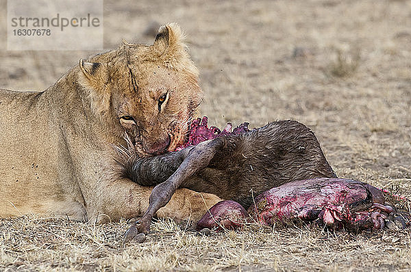 Afrika  Kenia  Maasai Mara National Reserve  Weiblicher Löwe  Panthera leo  fressend