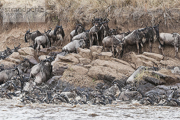 Herde von Streifengnus (Connochaetes taurinus)  die versuchen  den Mara-Fluss zu verlassen