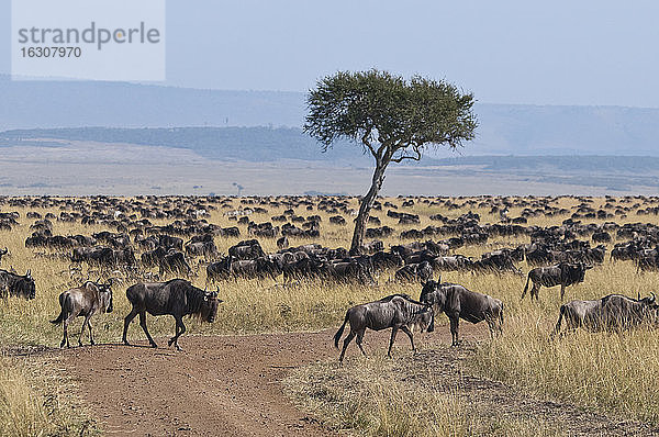 Afrika  Kenia  Gnu-Wanderung im Maasai Mara Nationalreservat