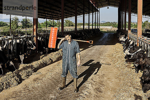 Nachdenklicher Landwirt  der eine Schaufel auf der Schulter trägt  während er von einer Kuhherde umgeben ist