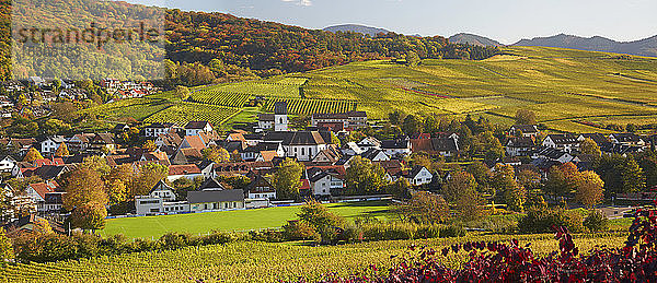 Deutschland  Baden-Württemberg  Weinberge bei Pfaffenweiler im Markgraflerland