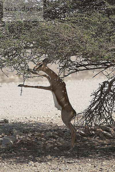 Oman  Jaluni  Arabisches Oryx-Schutzgebiet  Berggazelle (Gazella gazella)