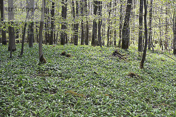 Deutschland  Nordrhein-Westfalen  Eifel  Bärlauch (Allium ursinum) im Buchenwald (Fagus)