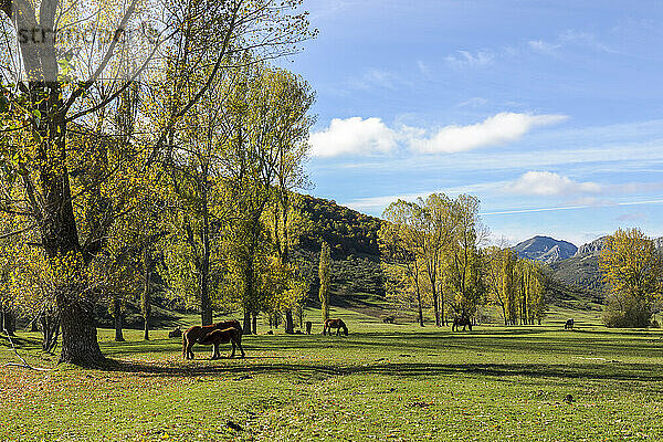 Spanien  Asturien  Nationalpark Picos de Europa  Ruta del Cares  Pferde auf der Weide