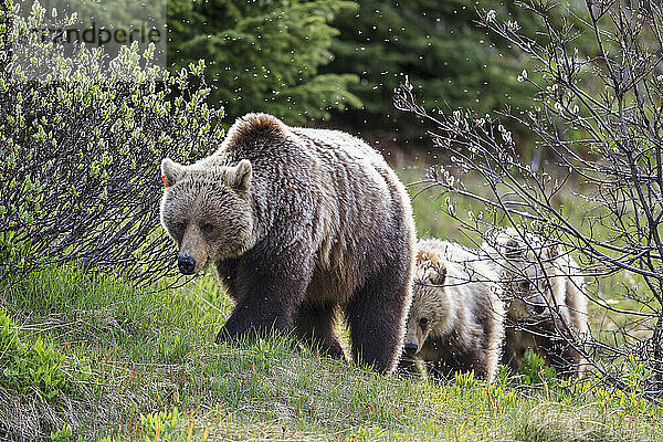Kanada  Alberta  Jasper und Banff National Park  Grizzlybären  Mutter mit Jungtieren
