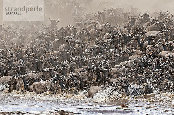 Afrika  Kenia  Maasai Mara National Park  Eine Herde Blauer oder Gemeiner Gnus (Connochaetes taurinus) während der Migration  Gnus überqueren den Mara Fluss mit einer Staubwolke