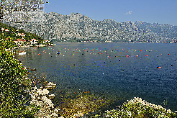 Montenegro  Crna Gora  Blick auf die Bucht von Kotor