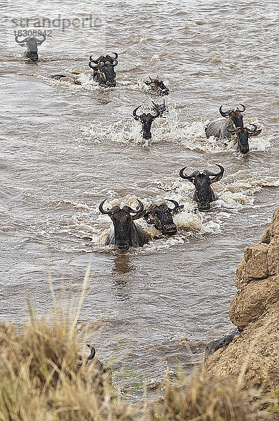 Afrika  Kenia  Maasai Mara National Park  Eine Herde von Streifengnus (Connochaetes taurinus)  während der Migration  Gnus überqueren den Mara Fluss