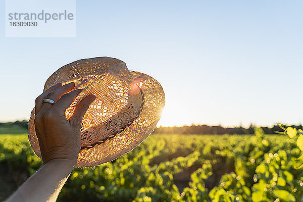 Frauenhand hält Strohhut gegen die Sonne  Weinberg  Provence  Frankreich