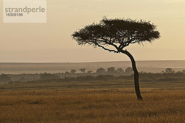 Afrika  Kenia  Maasai Mara National Reserve  Schirmdorn-Akazie (Acacia tortilis)  früher Morgen