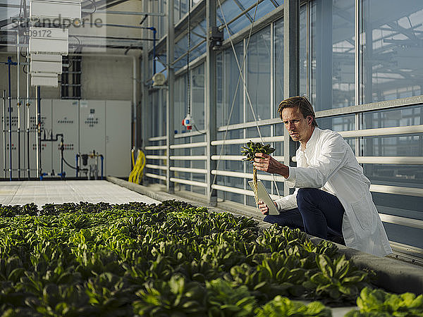 Wissenschaftler mit Tablette bei der Untersuchung von Salat in einem Gewächshaus