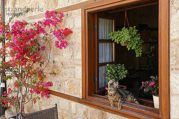 Türkei  Antalya  Katze liegt im offenen Fenster