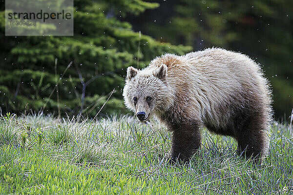 Kanada  Alberta  Jasper und Banff National Park  Junger Grizzlybär