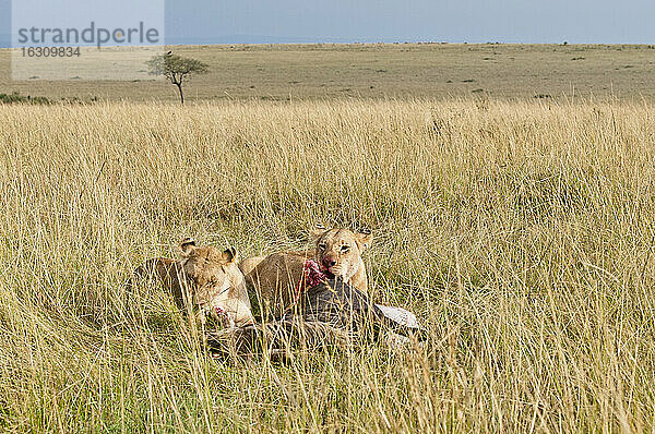 Kenia  Rift Valley  Maasai Mara National Reserve  Löwen fressen Blauwildtiere