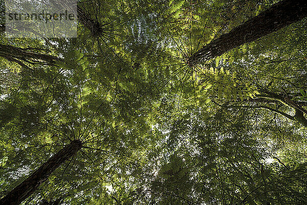 Neuseeland  Whitianga  Bäume