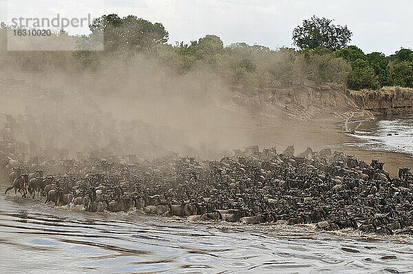 Afrika  Kenia  Maasai Mara National Park  Eine Herde Blauer oder Gemeiner Gnus (Connochaetes taurinus) während der Migration  Gnus überqueren den Mara Fluss mit einer Staubwolke