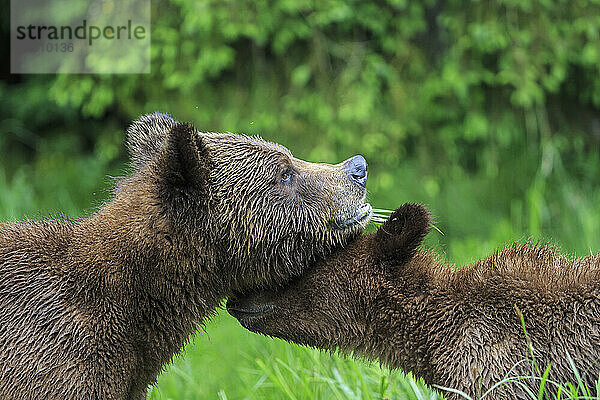 Kanada  Khutzeymateen Grizzly Bear Sanctuary  Grizzlybären riechen sich gegenseitig