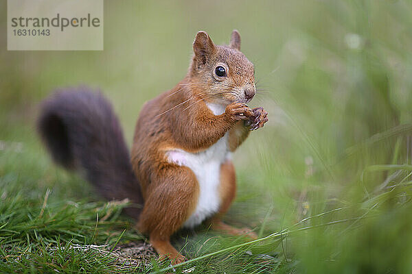 Porträt eines eurasischen roten Eichhörnchens (Sciurus vulgaris) beim Fressen von Gras