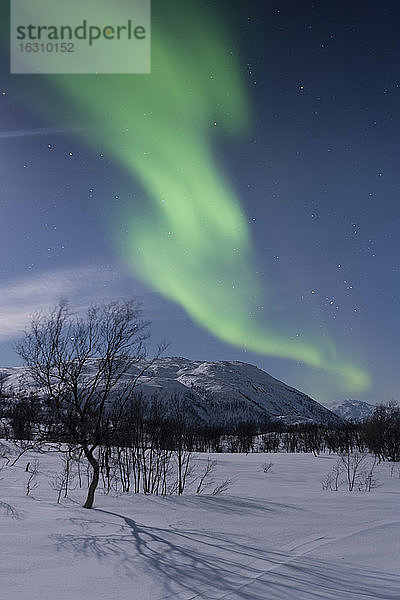 Norwegen  Provinz Troms  Blick auf Aurora Borealis