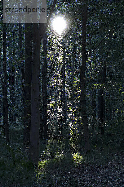 Wald bei sommerlichem Sonnenuntergang