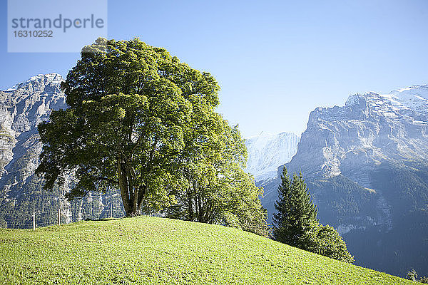 Schweiz  Grindelwald  Berner Alpen  Wiese und Bäume vor dem Eiger