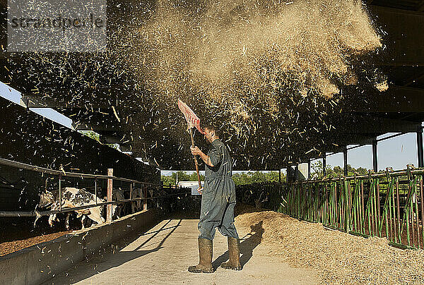 Landwirt wirft Futter mit Schaufel in die Luft in der Nähe des Viehbestands auf dem Bauernhof