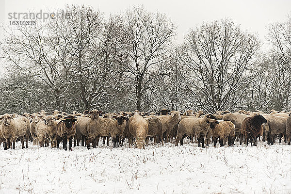 Deutschland  Rheinland-Pfalz  Neuwied  Schafherde auf schneebedeckter Weide