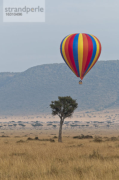 Afrika  Kenia  Maasai Mara National Reserve  Heißluftballon