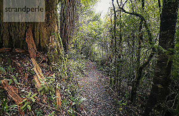 Neuseeland  Whakapapa-Gebiet  Tupapakurua Falls Track  Regenwald