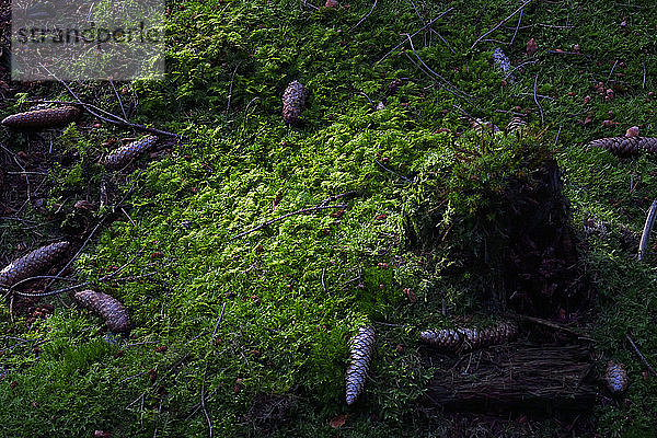 Tannenzapfen auf moosbewachsenem Waldboden