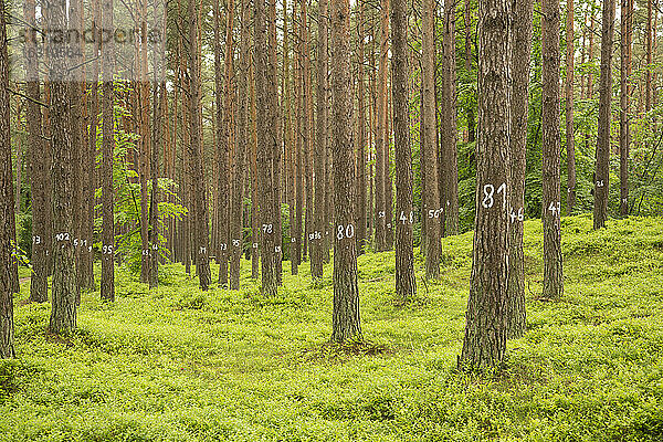 Deutschland  Blick auf Zahlen auf Baum im Fichtenwald