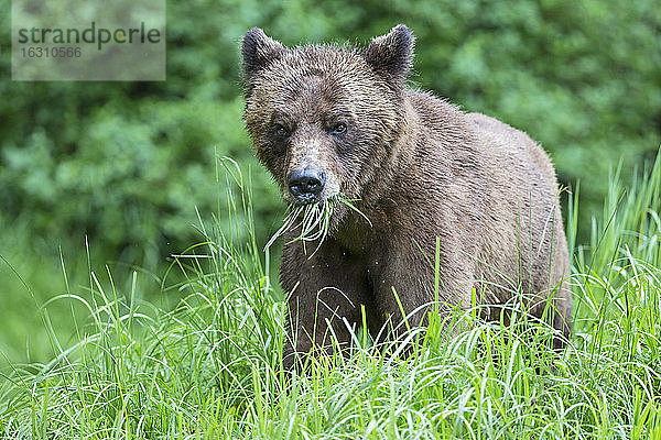 Kanada  Khutzeymateen Grizzly Bear Sanctuary  Grizzlybär frisst Gras
