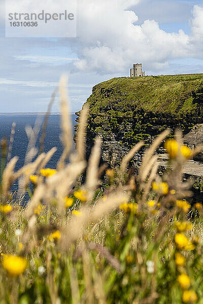 Irland  Landschaft an den Cliffs of Moher