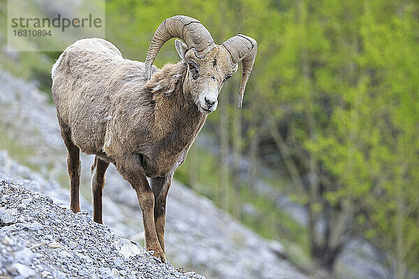 Kanada  Alberta  Rocky Mountains  Jasper National Park  Banff Nationalpark