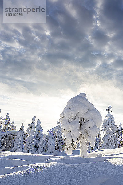 Skandinavien  Finnland  Rovaniemi  Bäume im Winter