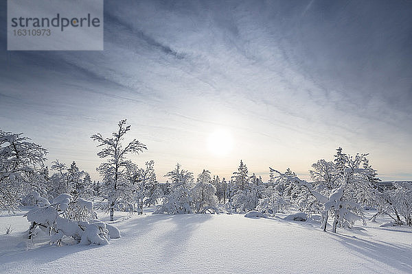 Finnland  bei Saariselka  Schneebedeckte Bäume