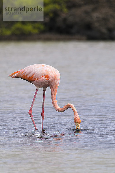 Ozeanien  Galapagos-Inseln  Santa Cruz  Amerikanischer Flamingo  Phoenicopterus ruber  auf Nahrungssuche