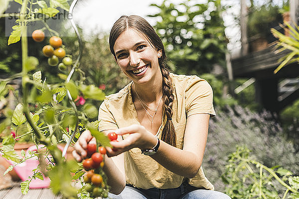 Glückliche junge Frau pflückt Kirschtomaten von der Pflanze im Gemüsegarten