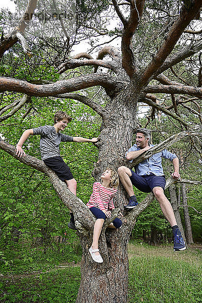 Kinder und Vater lächelnd  während sie auf einem Baumzweig im Wald sitzen