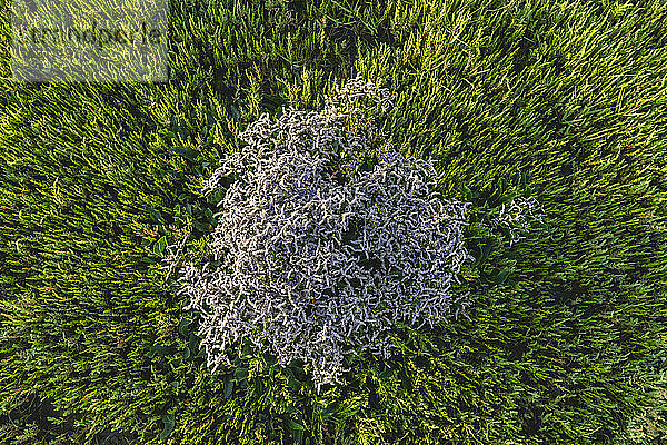 Luftaufnahme von wachsendem Seelavendel (Limonium) und Salicornia