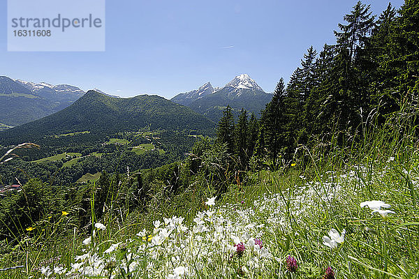 Deutschland  Bayern  Berchtesgadener Alpen  bei Ramsau  Blick auf Watzmann und Hochkalter