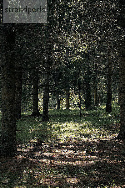 Lichtflecken auf dem Waldboden an einem sonnigen Tag