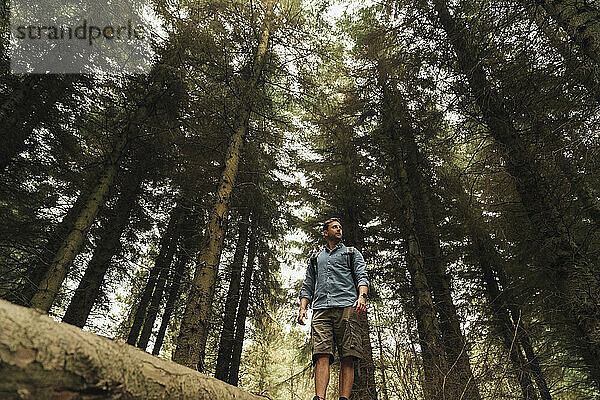 Männlicher Forscher  der wegschaut  während er auf einem Baumstamm gegen Bäume im Wald steht