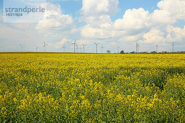 Deutschland  Schleswig-Holstein  Mölln  Windräder im gelben Rapsfeld  Brassica napus