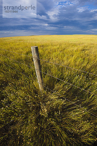 USA  South Dakota  Stacheldrahtzaun und Präriegras im Feld